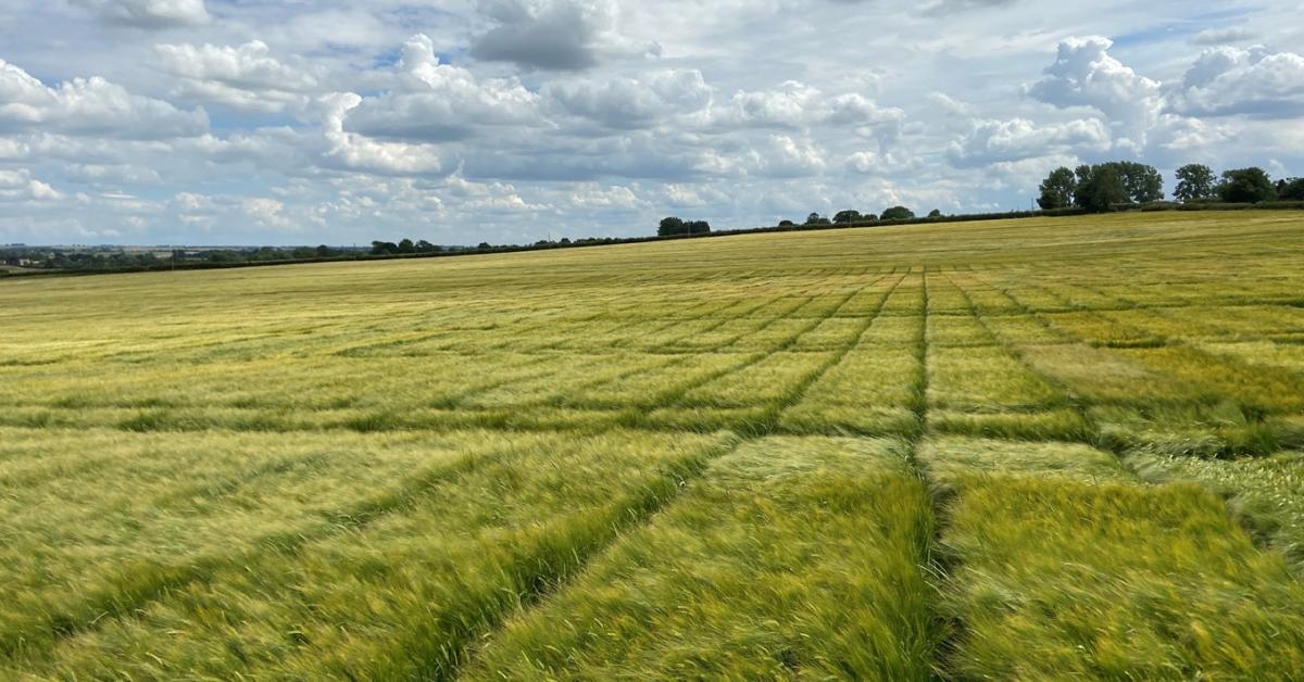 Fordulat a vetőmagpiacon: a RAGT megszerezte a Syngenta üzletágát Fordulat a vetőmagpiacon: a RAGT megszerezte a Syngenta üzletágát