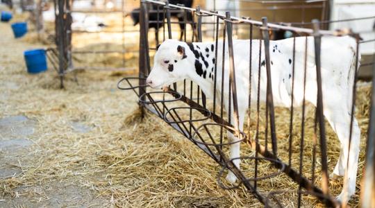 Vita a korhatárról: borjúszállítás 14 napos korban?