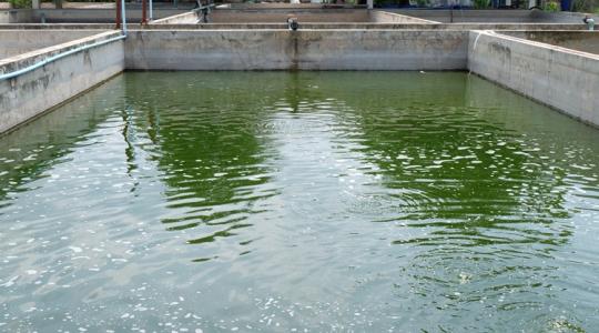 Könnyű lenne termeszteni, sokféleképpen hasznosítható, de van egy kis bökkenő