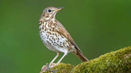 Egy ismerős madár került reflektorfénybe 2026-ban