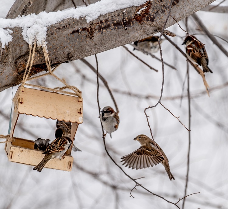 tél hóval borított kert