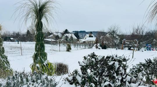 Fagyzug a kertben: a januári „hidegfoltok” kimutatása házilag Fagyzug a kertben: a januári „hidegfoltok” kimutatása házilag