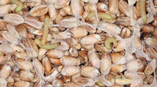 A téli kártevők a tárolóban: melyik mire „megy rá”?