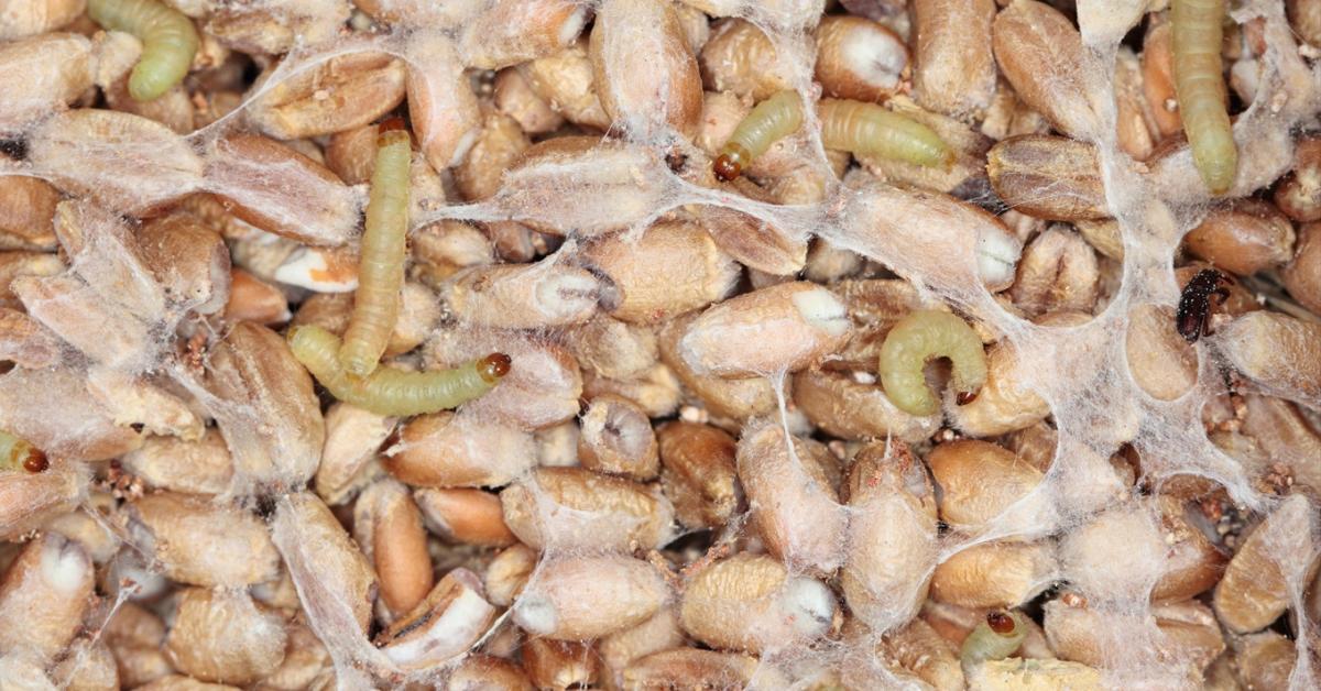 A téli kártevők a tárolóban: melyik mire „megy rá”?