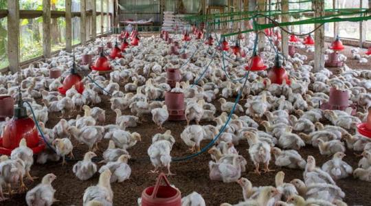 Állami kutatás vizsgálja a CBD szerepét a baromfitakarmányozásban