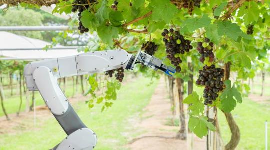 Itt a váltás ideje: a robot az "új metszőolló"