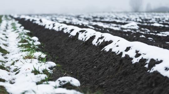 Gyors döntés, jó utóvetés: növényválasztás fagykár után