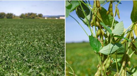 Nagy terméspotenciál, biztos állomány: szójafajták a KWS-től