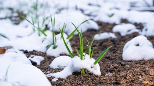 Még januárban vesd el ezt a 8 növényt!