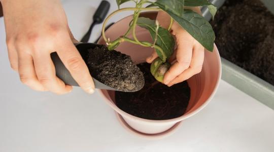 Saját avokádó a nappalidban? Mutatjuk, hogyan lehetséges és miért éri meg!