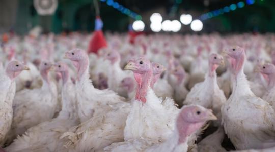 Újra madárinfluenza Magyarországon: már zajlik egy pulykatelep felszámolása