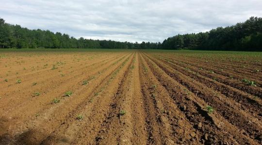 Új év, új vetésterv: hogyan számolj reálisan inputanyaggal?