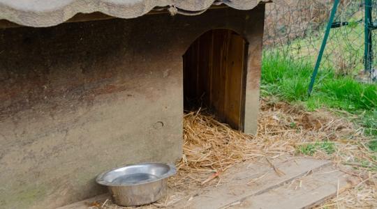Gazdálkodói összefogás: szalmával segítik a menhelyi állatokat