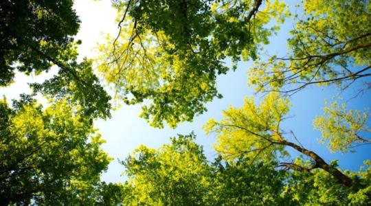 Hosszú távú együttműködés indulhat a magyar és török erdészet között