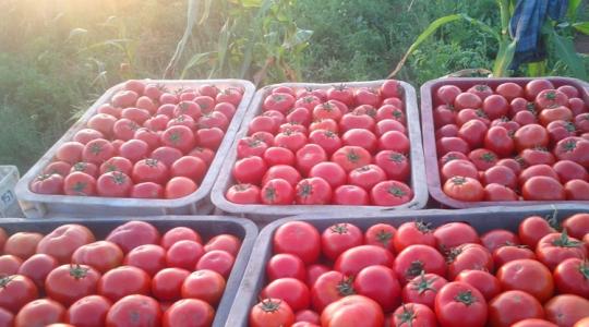 Már látszanak a károk: ők tarolják le az európai zöldségpiacot