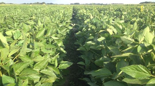 Termelj te is szóját! Mutatjuk, miért