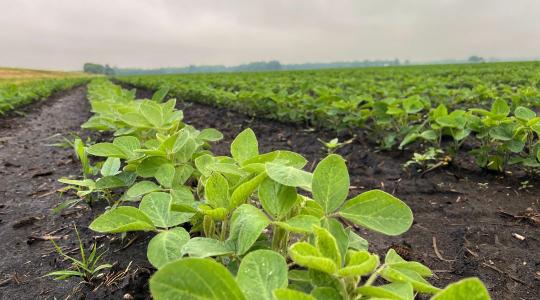 Figyelem! Új kórokozó a szójában!