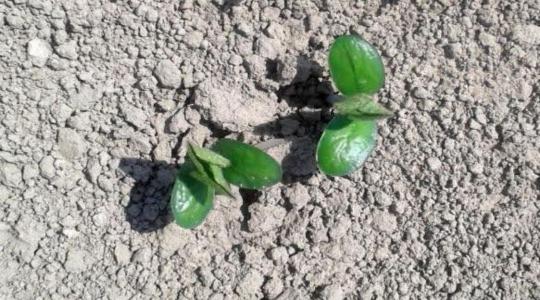 Egyedülálló, komplex megoldások a gyomszabályozására a klímaváltozás tükrében