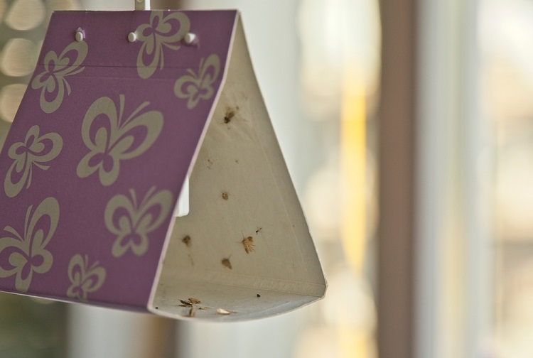 molylepke és károkozás