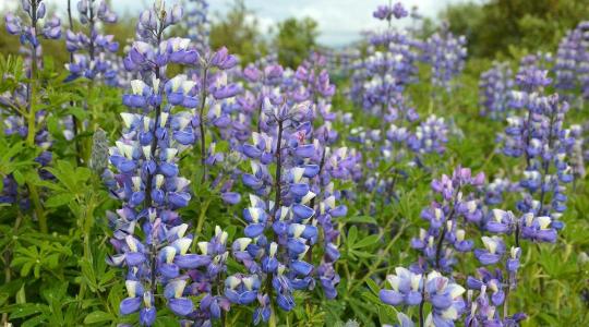 Mit tanulhat Európa az ausztrál fehérjenövény-termesztéstől? Mit tanulhat Európa az ausztrál fehérjenövény-termesztéstől?