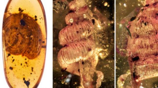 99 millió éves csigák a borostyánban: magyar kutatók új fajokat azonosítottak