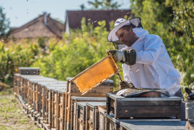 Szomor Balázs, méz