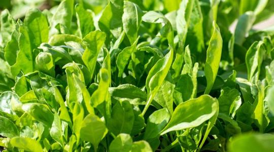 Kevesebb nitrát, több vitamin: egy különös módszerrel javítható a spenót tápanyagtartalma