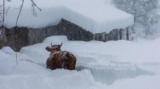 Csontig hatoló hideg, extrém kockázatok az állatoknál Csontig hatoló hideg, extrém kockázatok az állatoknál