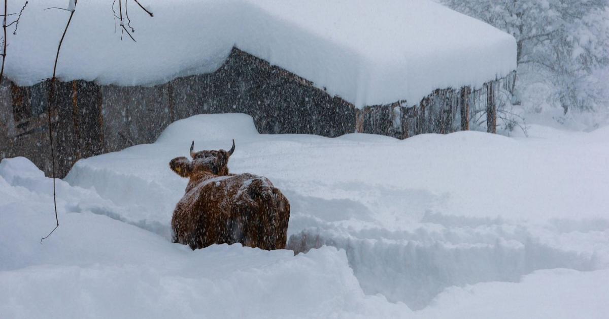 Csontig hatoló hideg, extrém kockázatok az állatoknál