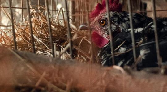 Ennek nem fogsz örülni: ez lesz, ha megszűnik a ketreces tartás