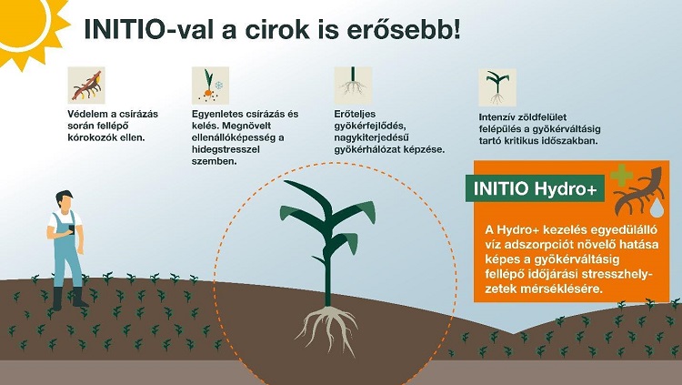 cirok