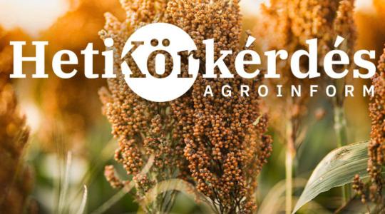 A takarmányipar favoritja a cirok. Mi a 2026. évi hibridkínálat? – Heti Körkérdés