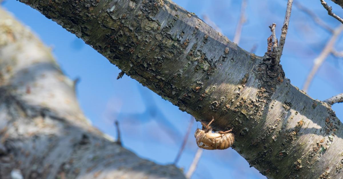 Kabócaprobléma: Mit old meg a hideg tél?