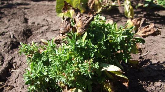 Alattomos veszély egyre több kultúrában: így terjednek a fitoplazmák