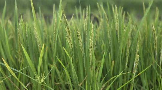 Amikor a talaj perzselően forró, növekszik a rizs arzéntartalma?