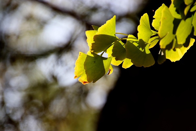 ginkgo biloba