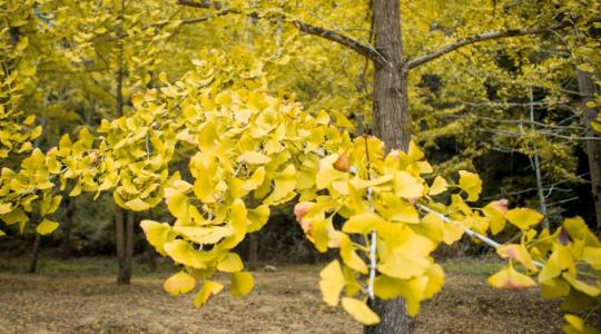 A fa, amely túlélte a dinoszauruszokat