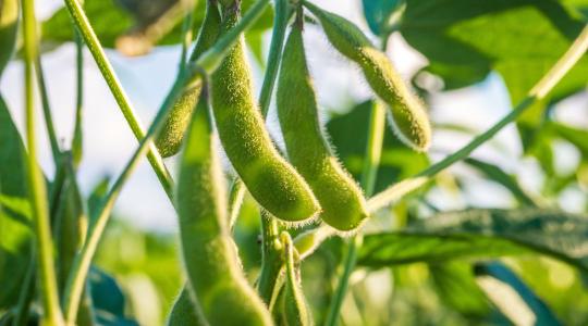 Hazai szója, európai piac – mit hozhat ez a magyar gazdáknak? Hazai szója, európai piac – mit hozhat ez a magyar gazdáknak?