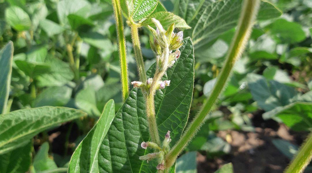 Szójaoltás a gyakorlatban – amikor a baktérium és a növény szövetségre lép