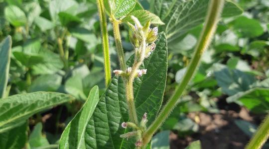 Szójaoltás a gyakorlatban – amikor a baktérium és a növény szövetségre lép