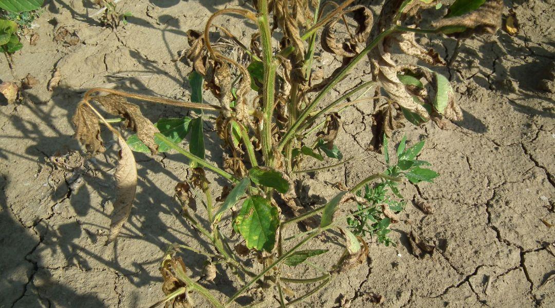 A szója „érzékenységi kora” beköszöntött