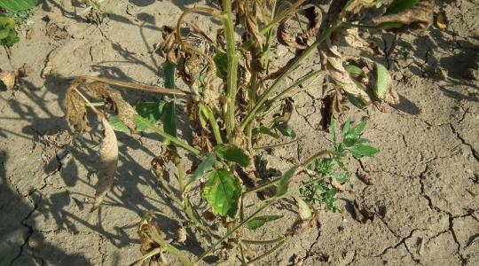 A szója „érzékenységi kora” beköszöntött