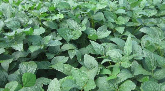 Amikor már nem az a kérdés, lesz-e gyom, hanem az, milyen rezisztens