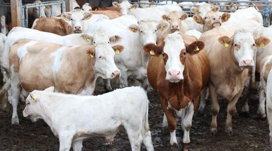 Anyatehéntartók figyelem: a határidő elmulasztása támogatásvesztéssel jár