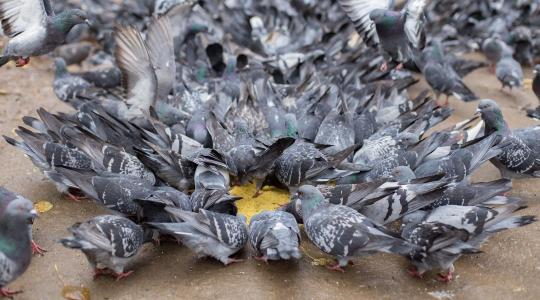 Galambot adtak el kacsahúsként egy kínai étteremben