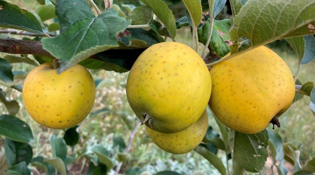 Egy szavazattal nyert az év hagyományos almafajtája