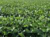Ökológiai szójatermesztés? Lássuk az eredményeket!