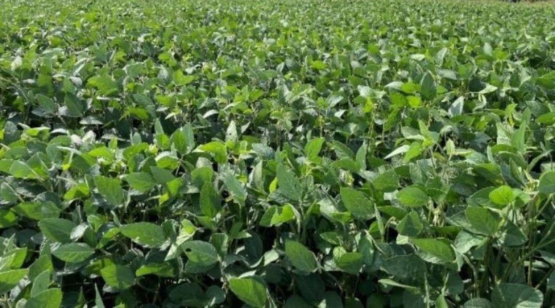 Ökológiai szójatermesztés? Lássuk az eredményeket!