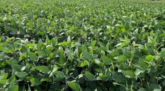 Ökológiai szójatermesztés? Lássuk az eredményeket!