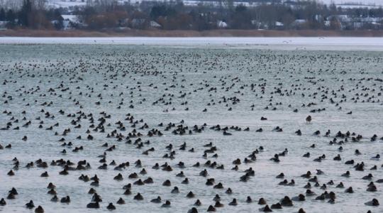 Nem mindennap látni ilyet a Balatonon +VIDEÓ